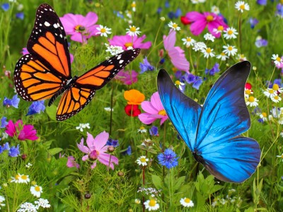 Wildflowers and butterflies