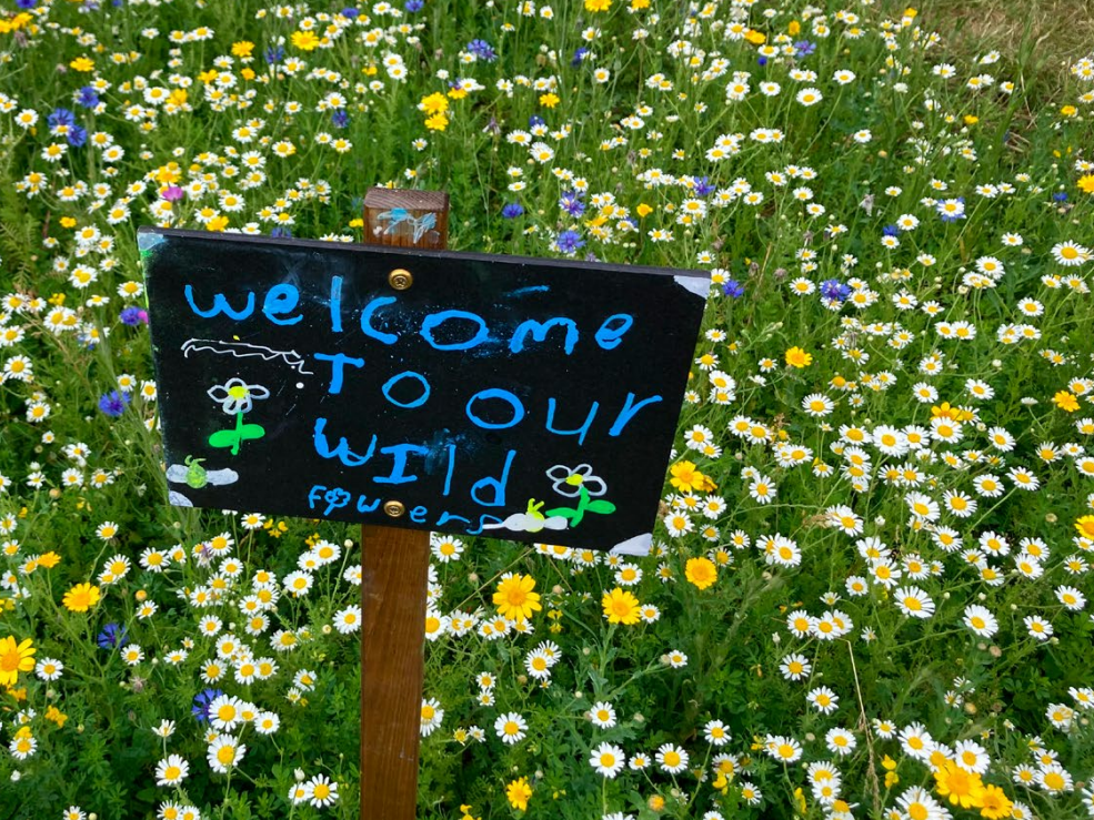 A meadow of daisys and buttercups with a sign that says Welcome to our world
