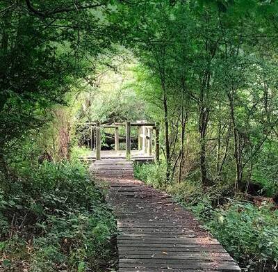 Path way in between trees for Brent Green Infrastructure Vision